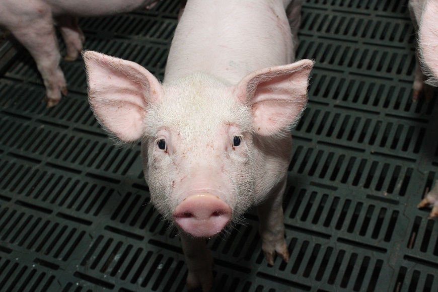 Photo cochon - Elevage porcin -crédit JA MAG