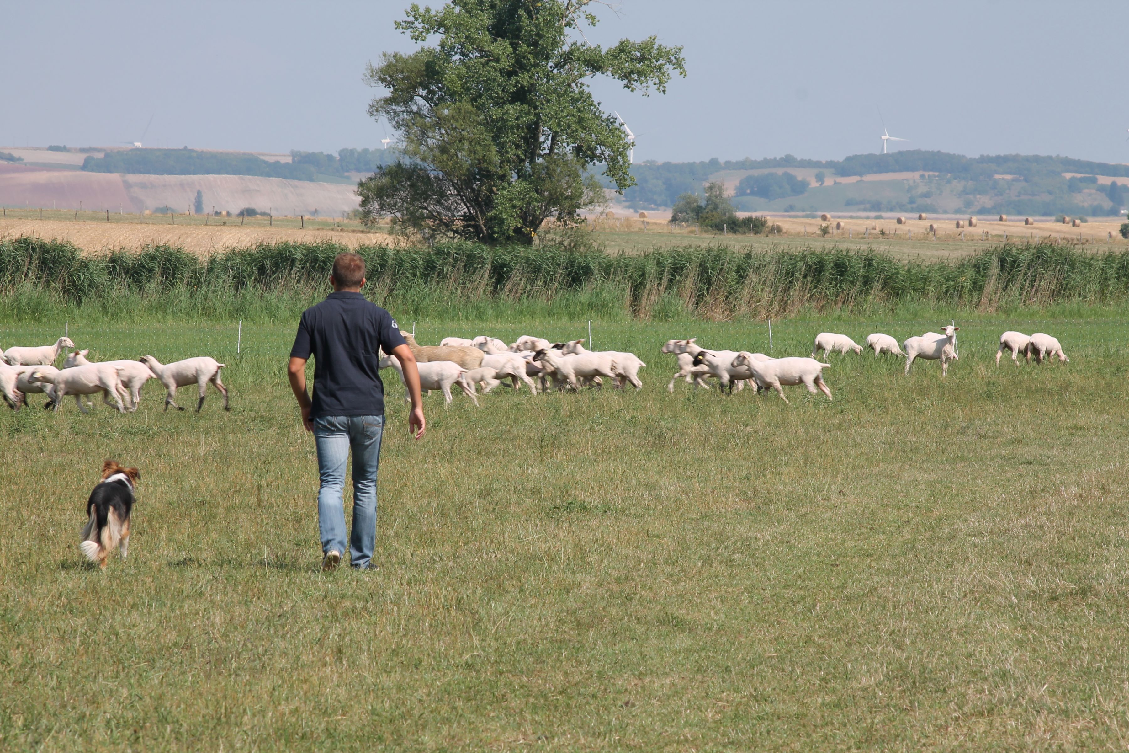 Photo Eleveur ovin Viande