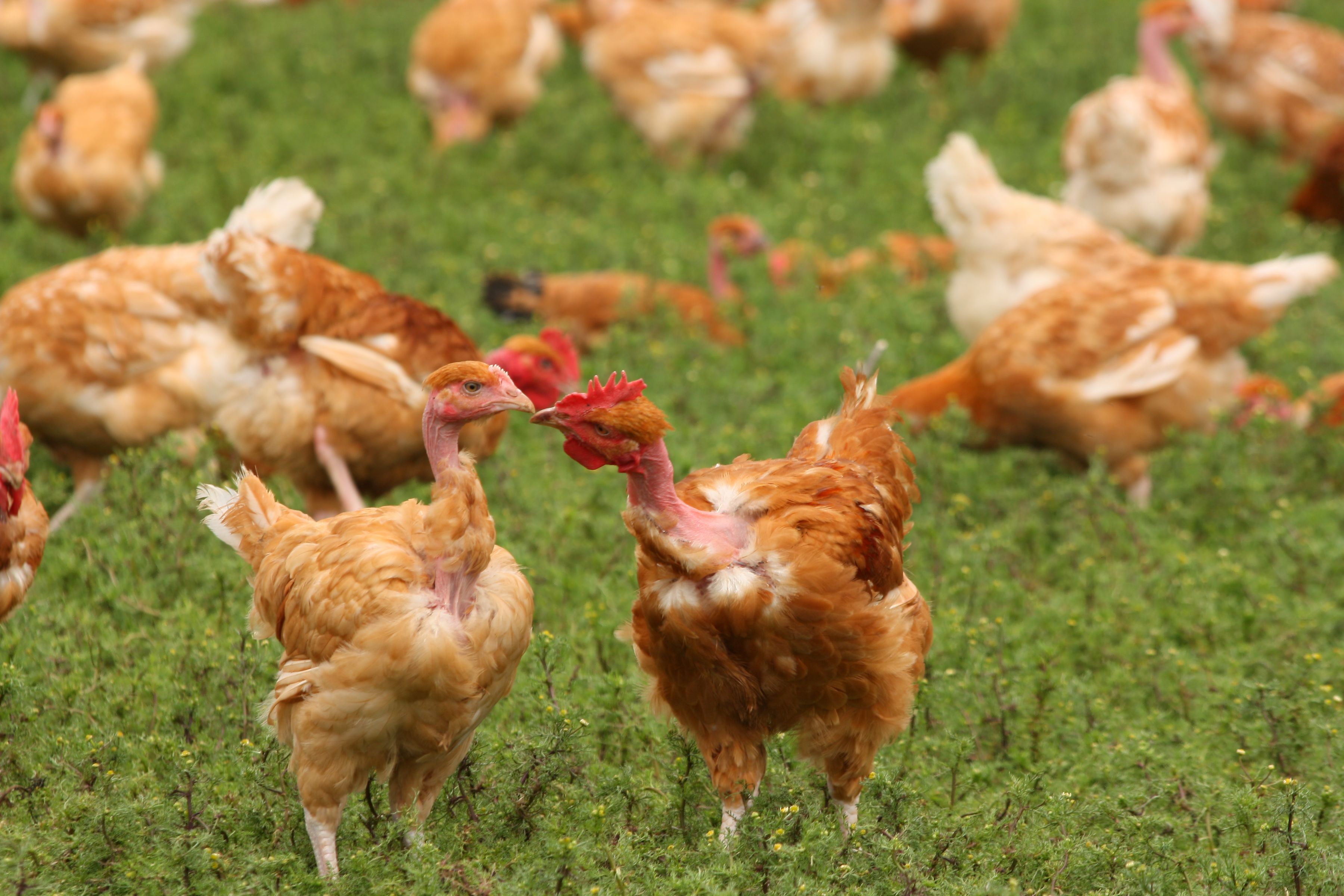 Poules - crédit JA MAG